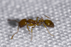 Solenopsis geminata