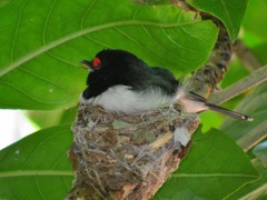 Platysteira peltata peltata