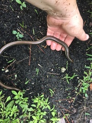 Ophisaurus ventralis image