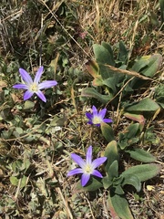 Brodiaea terrestris