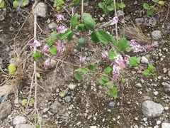 Aloysia scorodonioides