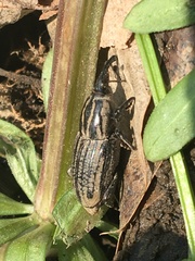 Sphenophorus australis