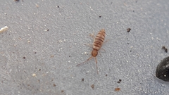 Entomobrya nigrocincta