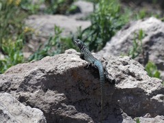 Liolaemus nigroviridis