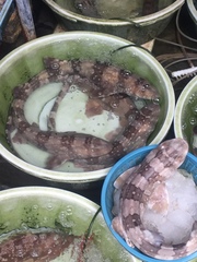 Whitespotted Bamboo Shark photo 3
