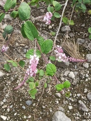 Aloysia scorodonioides
