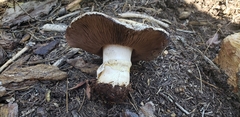 Agaricus moronii