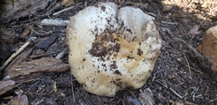 Agaricus moronii