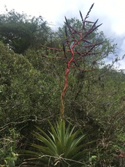 Tillandsia secunda