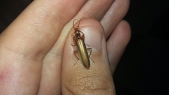 Thelyphassa lineata