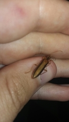 Thelyphassa lineata