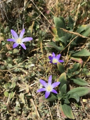 Brodiaea terrestris