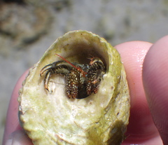 Clibanarius antillensis