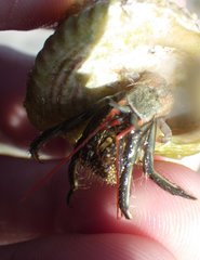 Clibanarius antillensis