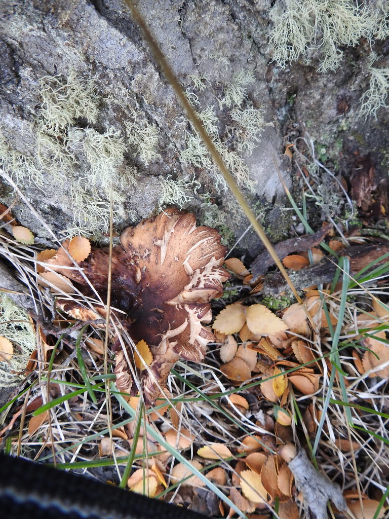 Armillaria mellea · May 2021 · photo: © marreginas (iNaturalist, cc-by)