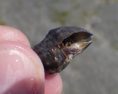 Clibanarius antillensis