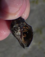 Clibanarius antillensis