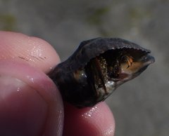 Clibanarius antillensis