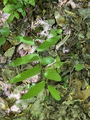 Polygonatum biflorum biflorum