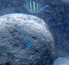 Abudefduf abdominalis