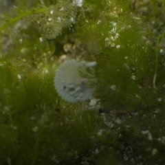 Polyphysaceae