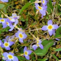 Houstonia caerulea