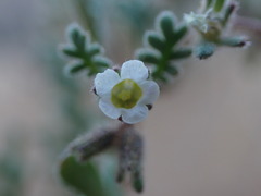 Phacelia ivesiana