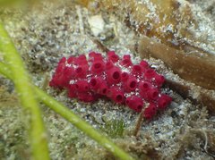 Symplegma rubra