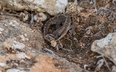 Diplodactylus calcicolus