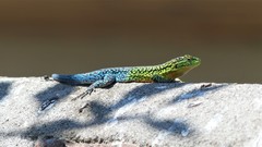 Liolaemus tenuis