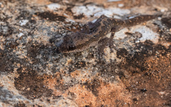 Diplodactylus calcicolus