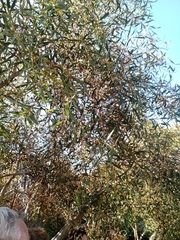 Eucalyptus pauciflora