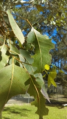 Eucalyptus deanei