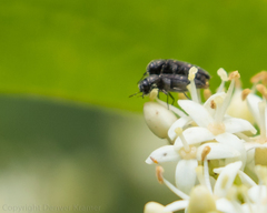 Acmaeodera ornatoides