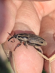 Sphenophorus australis