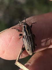 Sphenophorus australis