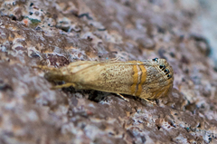 Euchromius californicalis