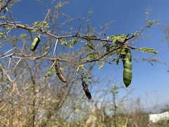 Vachellia farnesiana