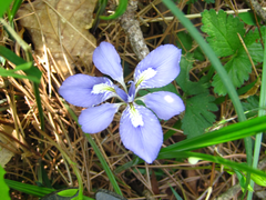 Iris rossii