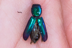 Temnoscheila omolopha