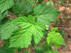 Rubus crataegifolius