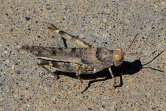 Cibolacris parviceps