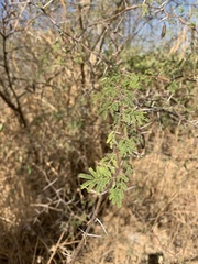 Vachellia farnesiana