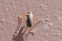 Epicauta tenella