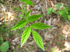 Dictamnus dasycarpus