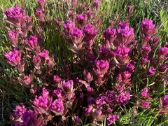 Castilleja ambigua