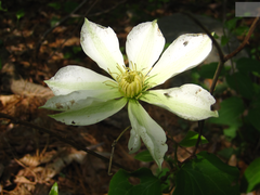 Clematis patens