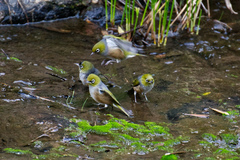 Zosterops lateralis