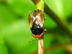 Geocoris varius