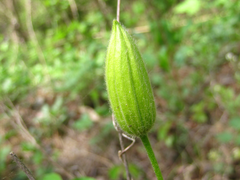 Clematis patens
